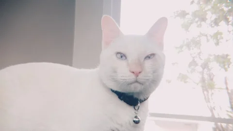 Slow motion of sleepy white siamese cat licking lips after meal Video stock 100638670