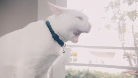 Slow motion of sleepy white siamese cat licking lips after meal Stock Footage 100638700