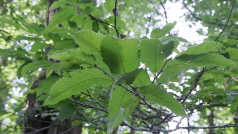 Slow motion slide movement footage around green leafs of chestnut tree Stock Footage 248081234