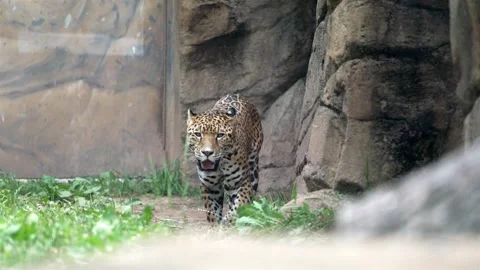 Slow-motion, slightly shaky zoomed shot from afar captures jaguar in zoo Stock Footage 280955414