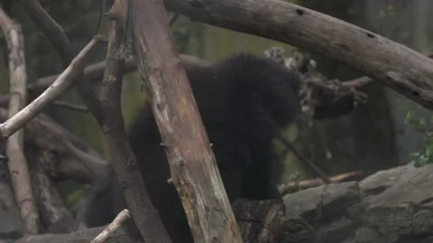 Slow Motion Sloth Bear Fighting Stock Footage 165298508