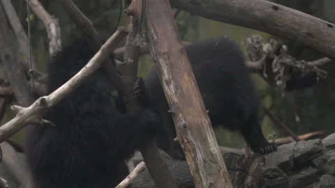 Slow Motion Sloth Bear Fighting Video stock 165298526