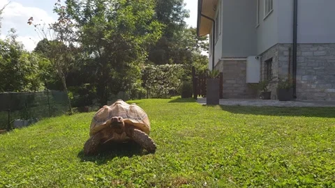 Slow-motion of slow sulcata turtle Stock Footage 143940875