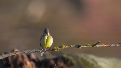 Slow motion of small bird gray wagtail sitting on branch cleaning feathers in Stock Footage 170090912