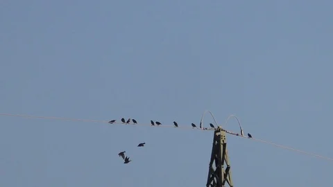 Slow-motion: Small birds taking off from power line near power pylon, blue sky Stock Footage 96220820