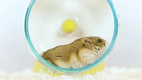 Slow motion of a small brown hamster running in wheel Stock Footage 72751358