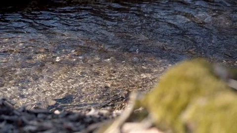 SLOW MOTION: A small clear river with autumn leaves against the sunlight Stock Footage 103516528