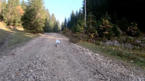 Slow motion small cute Maltese dog walking on countryside road Stock Footage 129113014