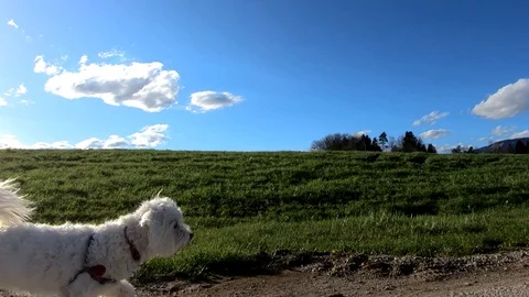 Slow motion small cute white Maltese dog walking on grassland farming field Stock Footage 129181813