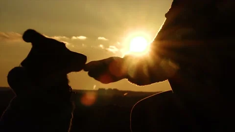 Slow motion of a small dog. Cute puppy practicing at sunset. Training dog. Stock Footage 146380689