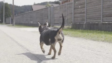Slow motion small dog running on the road Stock Footage 243684173