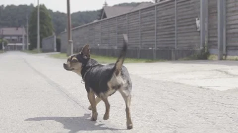 Slow motion small dog runs along the road and looks back Stock Footage 243684353