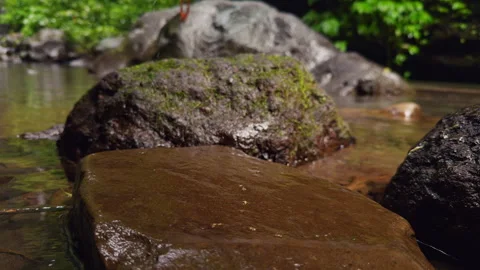 Slow Motion Small Frog Escaping Across Wet Rock Near Tropical Stream, Wildlife B Stock Footage 337021597
