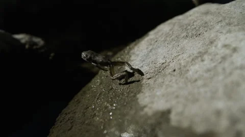 Slow Motion of a Small Frog Leaping Off of a Rock Stock Footage 270325703
