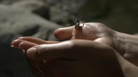 Slow Motion of a Small Frog Leaping out of Someone's Hands Stock Footage 270325738