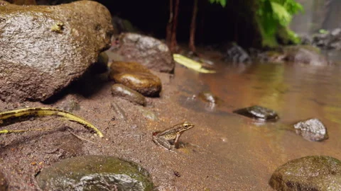 Slow Motion Small Frog Sitting on Wet Riverbank Before Jumping Into Water, Tropi Stock Footage 337052207