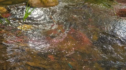 Slow motion of small grass moved by river current Stock Footage 124232328