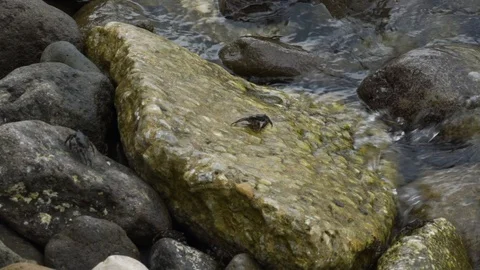 Slow motion of small green crabs on rocks Stock Footage 116393335