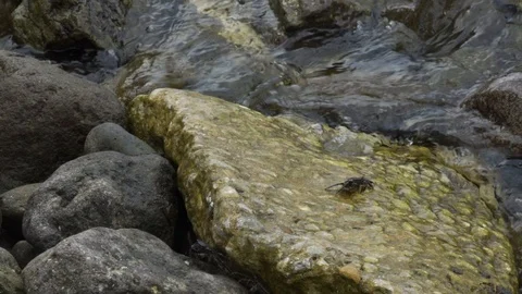 Slow motion of small green crabs on rocks Stock Footage 116393378