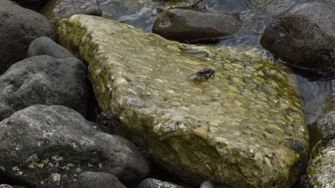 Slow motion of small green crabs on rocks Stock Footage 116393502