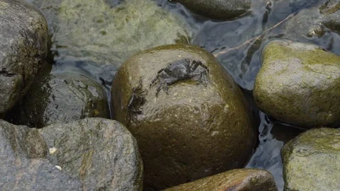 Slow motion of small green crabs on rocks Stock Footage 116393926