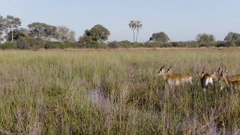 Slow motion. Small group of Red Lechwe jumping over a stream in the Okavango Stock Footage 340131594