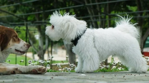 Slow motion of small Maltese dog barking on a bigger dog. Stock Footage 153999916