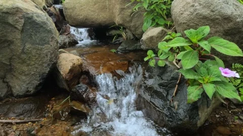 Slow motion of a small mountain river flowing clear in the rocks Stock Footage 307409822