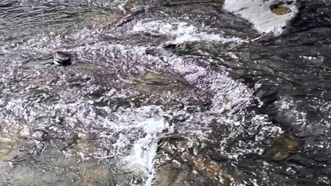 Slow Motion small rapids Coosawattee river Sunny Ellijay GA 4k Stock Footage 260743052