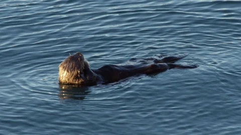 Slow motion of small sea otter laying on its back in swaying water on sunny day Stock Footage 129112219