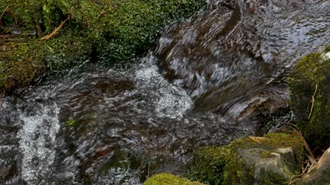 Slow motion Small Stream Flowing Between Mossy Rocks in the Forest Stock Footage 341789186