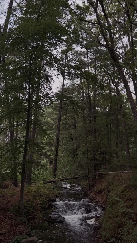 Slow-motion of a small waterfall flowing through a lush green forest. Stock Footage 313949755