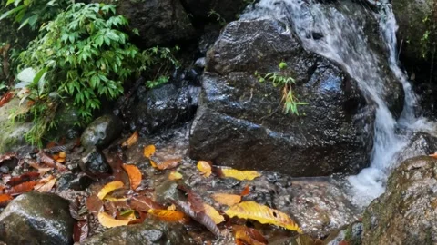 Slow motion of a small waterfall flowing over rocks and dry leaves during au Stock Footage 319880349