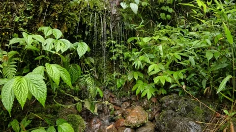 Slow motion small waterfall with natural green vegetation in the forest Video stock 306659254