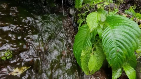 Slow motion small waterfall with natural green vegetation in the forest Stock-Footage 306659272