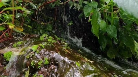 Slow motion small waterfall with natural green vegetation in the forest Stock-Footage 306659623