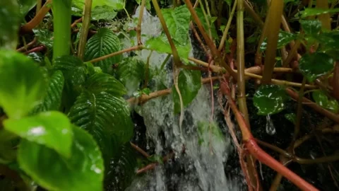 Slow motion small waterfall with natural green vegetation in the forest Video stock 306659739