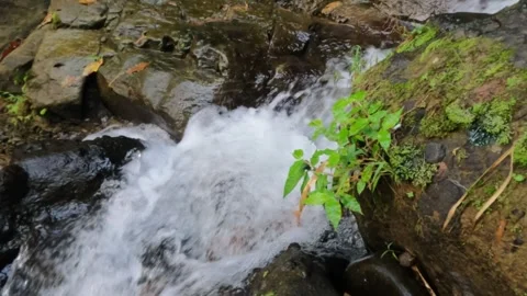 Slow motion small waterfall small mountain river overgrown with grass Video stock 319879582
