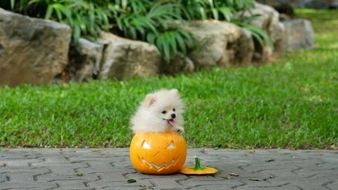 Slow motion. A small white dog inside orange pumpkin bucket, Happy halloween Stock Footage 111647717