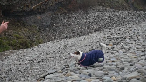 Slow motion Small white jack russell dog wagging and jumping for stick on peb Stock Footage 121641618