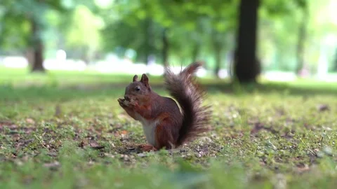 Slow motion. Small, wild squirrel in a city park, eating an apple, in summer. Stock Footage 155591617