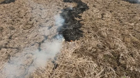 Slow motion of smoke from burning straw in dry rice fields Stock Footage 321326026