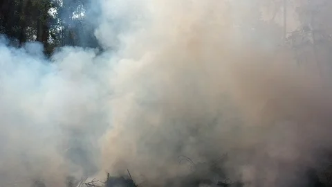 Slow motion smoke from bushfire Video stock 123636557
