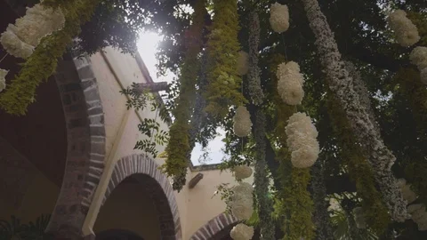 Slow Motion Smooth Pan of Sun Shimmering through Beautiful Hanging Flowers Stock Footage 104616251