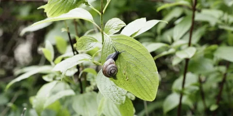 Slow motion snail crawling on green leaf Stock Footage 321137752