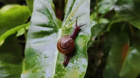 Slow Motion Snail  Crawling on a Wet Leaf A Close Up Snail Video 2 Video stock 295332811