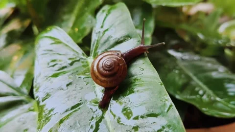 Slow Motion Snail Crawling on a Wet Leaf A Close Up Snail Video Video stock 295366062