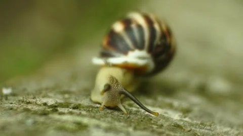 Slow motion of snail moving on tree, macro animal video Stock Footage 338194848