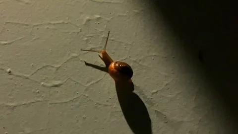 Slow motion snail with shadow Video stock 286393292