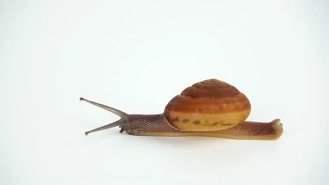Slow motion snail on white back Stock Footage 169169420